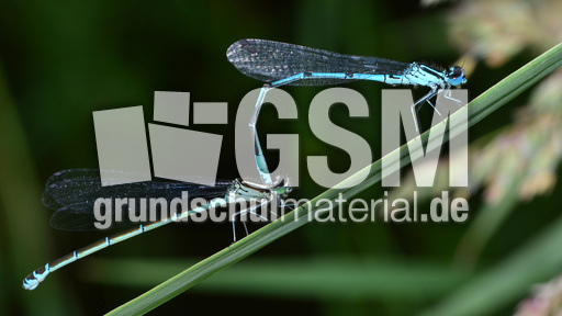 Hufeisen-Azurjungfer (2).JPG